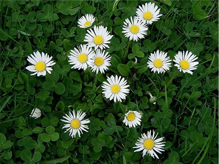 Bellis perennis Daisy Bellis perennis NatureSpot