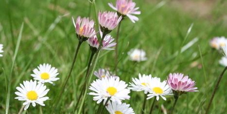 Bellis perennis Bellis Perennis