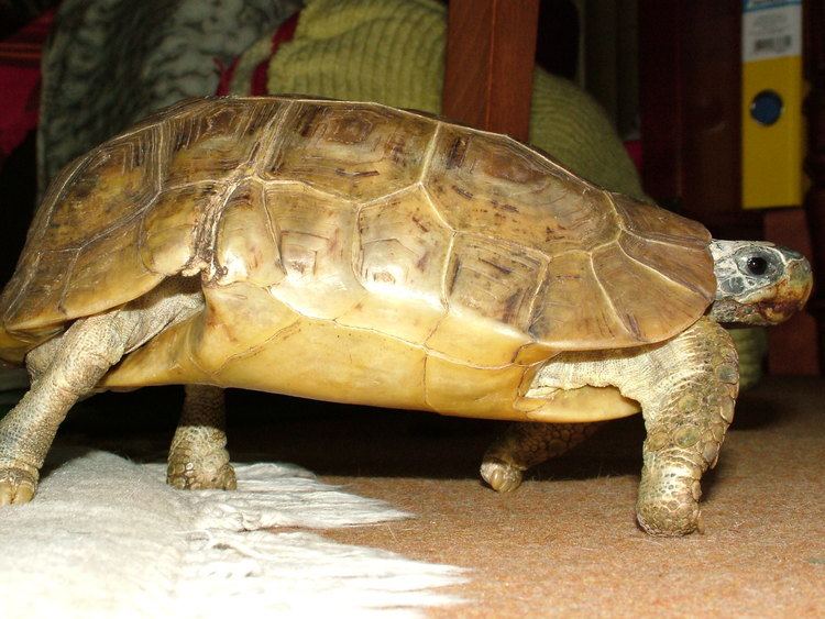Bell's hinge-back tortoise httpsuploadwikimediaorgwikipediacommons66