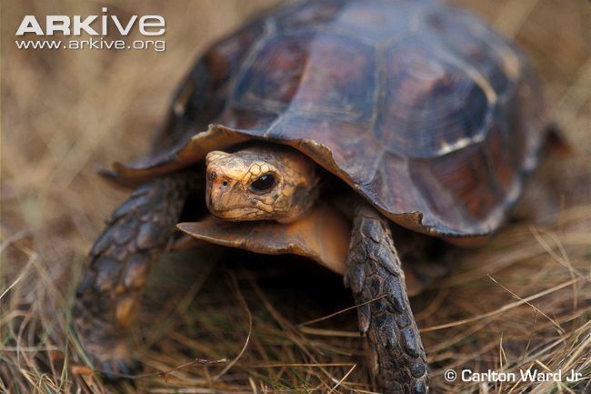 Bell's hinge-back tortoise Bell39s hinged tortoise videos photos and facts Kinixys belliana