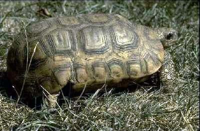 Bell's hinge-back tortoise THE HINGEBACK TORTOISES British Chelonia Group