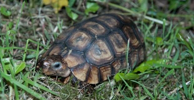 Bell's hinge-back tortoise Captive Care of Bell39s Hingeback Tortoise Kinixys belliana