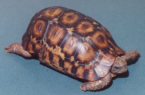 Bell's hinge-back tortoise Diary of a Mad Pet Enthusiast Species of the Day Bell39s Hingeback