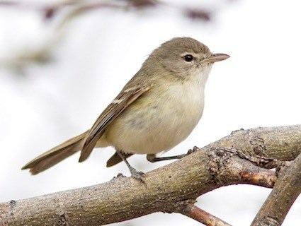 Bell's vireo Bell39s Vireo Identification All About Birds Cornell Lab of