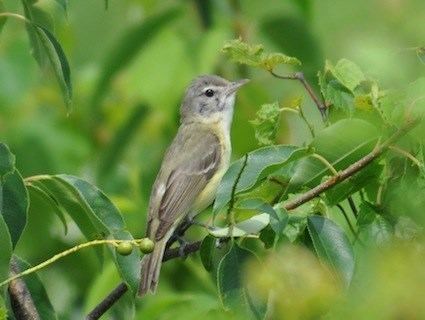 Bell's vireo httpswwwallaboutbirdsorgguidePHOTOLARGEbe