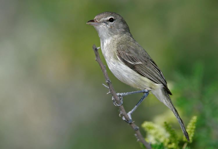 Bell's vireo Bell39s Vireo Audubon Field Guide