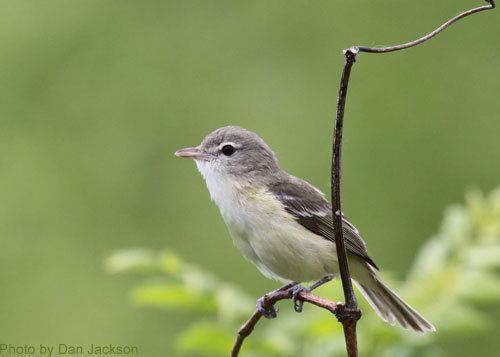 Bell's vireo Bell39s Vireo