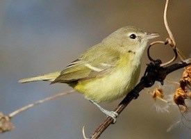 Bell's vireo Bell39s Vireo Identification All About Birds Cornell Lab of