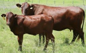 Belmont Red Breeds Belmont Red The Cattle Site