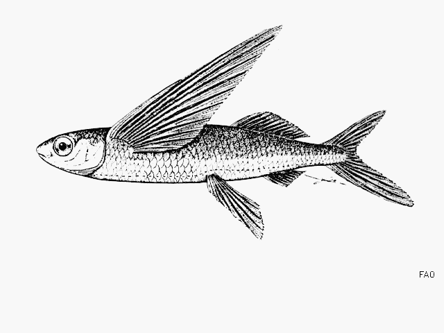 Beloniformes Fish list in American Samoa