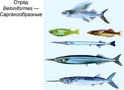 Beloniformes IV 06 Actinopterygii III Batrachoidiformes