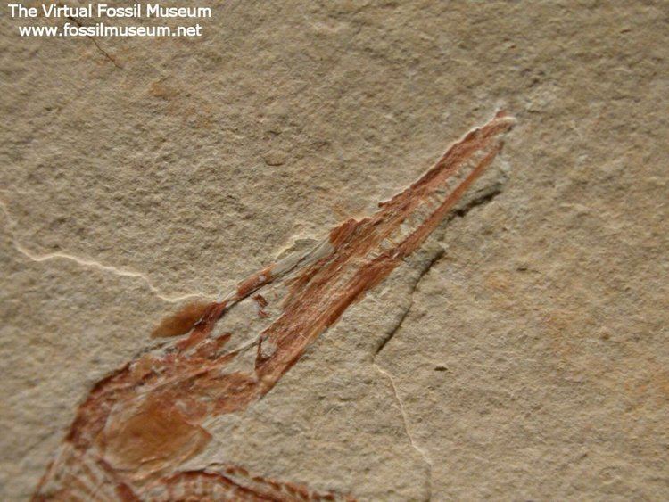 Belonostomus Belonostomus Needle Fish Fossil
