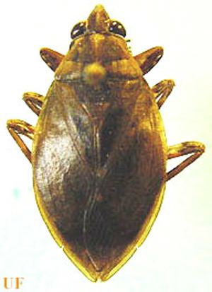 Belostomatidae giant water bugs electric light bugs Lethocerus Abedus Abedus Das