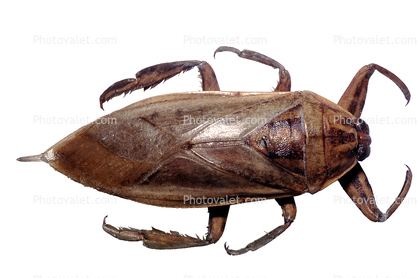 Belostomatidae Giant Water Bug Benacus deyrolli Nepomorpha Belostomatidae photo
