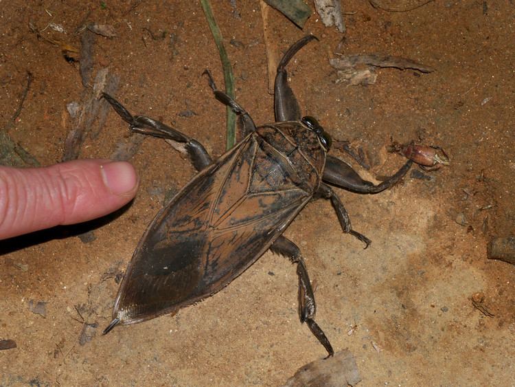 Belostomatidae Giant water bug Belostomatidae Vohimana reserve Madaga Flickr