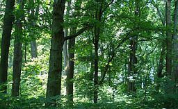 Belt Woods httpsuploadwikimediaorgwikipediacommonsthu