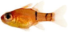 Belted cardinalfish httpsuploadwikimediaorgwikipediacommonsthu