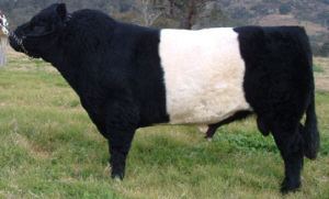 Belted Galloway Breeds Belted Galloway The Cattle Site