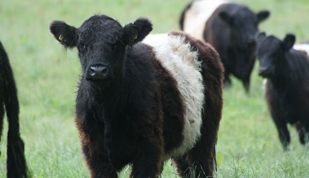 Belted Galloway Belted Beauties Belted Galloway Cattle Hobby Farms