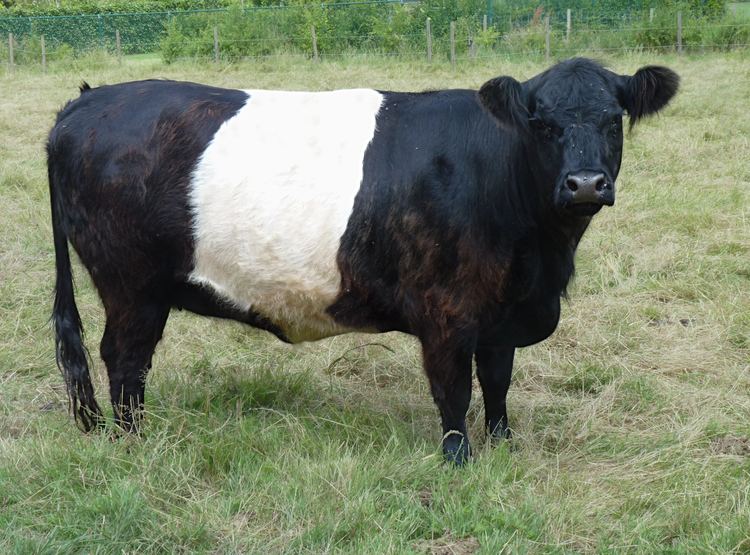Belted Galloway Belted Galloway John D Viney