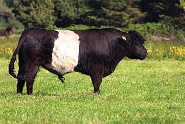 Belted Galloway Belted Galloway Wikipedia