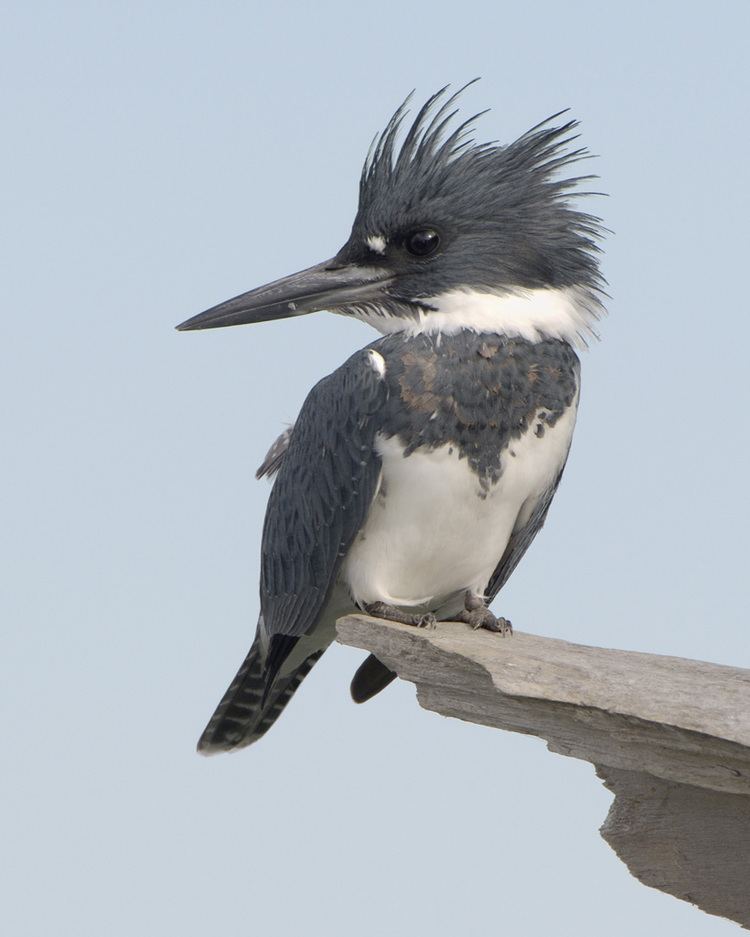 Belted kingfisher Belted Kingfisher Audubon Field Guide