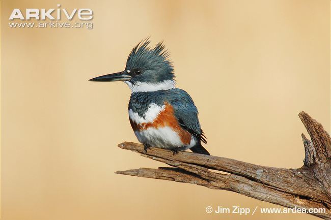 Belted kingfisher Belted kingfisher videos photos and facts Megaceryle alcyon ARKive