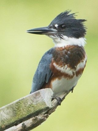 Belted kingfisher Belted Kingfisher Identification All About Birds Cornell Lab of