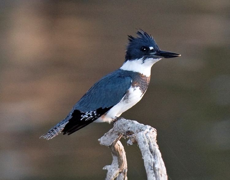 Belted kingfisher Belted kingfisher Wikipedia