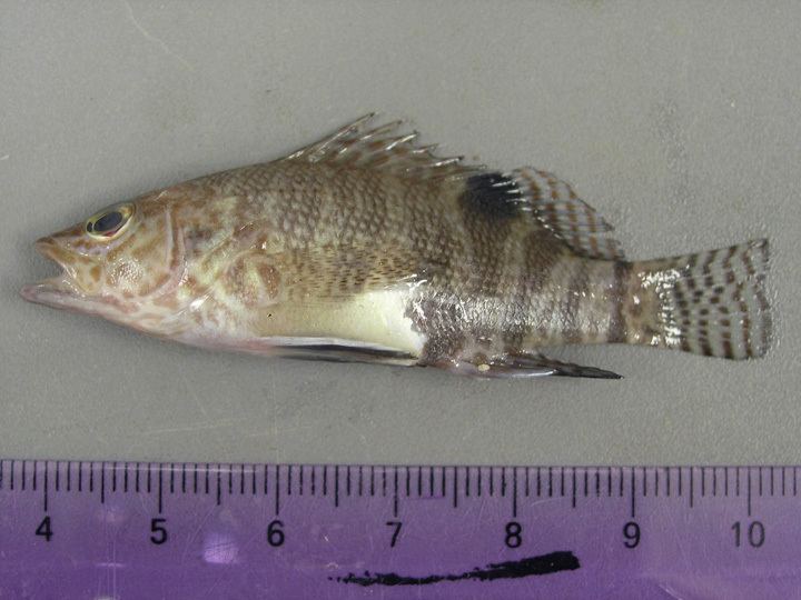 Belted sandfish txmarspeciestamugedufullsize1052jpg