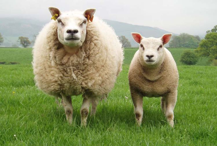 Beltex Pedigree Beltex Sheep Wern Beltex Owain Llyr Livestock