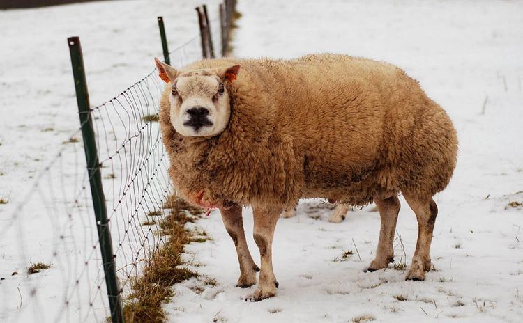 Beltex Meet the Beltex an Eternally GrumpyLooking Sheep Modern Farmer