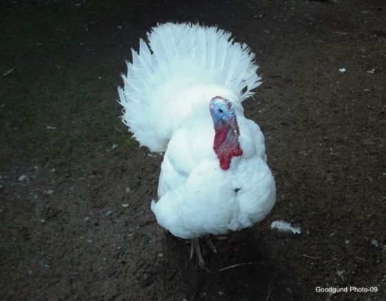 Beltsville Small White Beltsville Small White Turkeys Island Exotics Farm