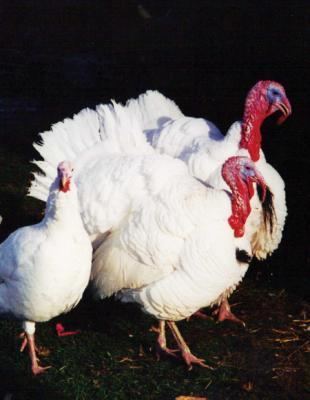 Beltsville Small White Breed Savers Beltsville Small White Turkeys