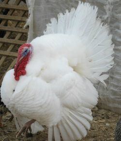 Beltsville Small White Beltsville small white turkey Chickens Pinterest Turkey