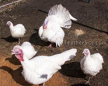Beltsville Small White Beltsville Small White Turkeys
