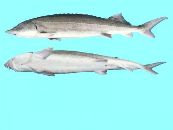 Beluga (sturgeon) wwwdstfeuassetsUploadsspeciesresampledresi