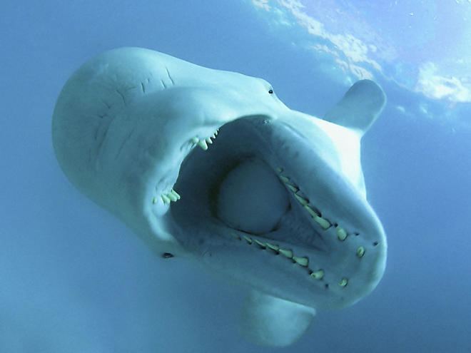 Beluga whale Beluga Whales Species WWF