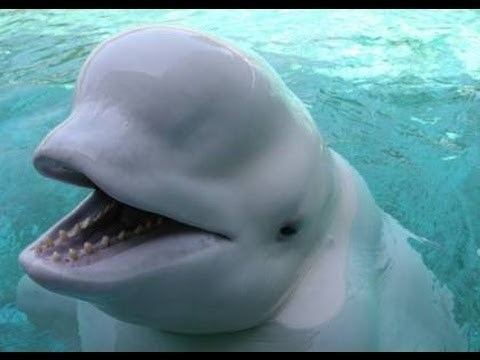 Beluga whale Beluga Whale Speaks Like a Human Mimics Human Speech YouTube