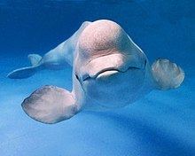 Beluga whale httpsuploadwikimediaorgwikipediacommonsthu