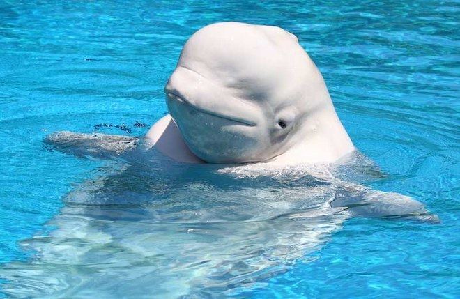 Beluga whale Facts About Beluga Whales