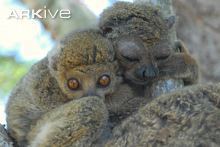 Bemaraha woolly lemur cdn1arkiveorgmedia6A6A66B594F80A4C379774B