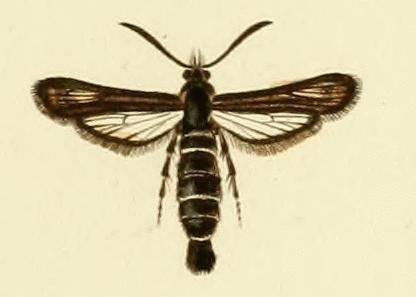 Bembecia hymenopteriformis