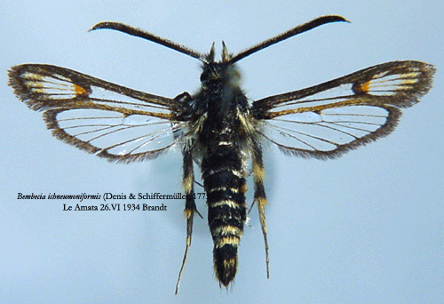 Bembecia ichneumoniformis Bembecia ichneumoniformis Insecta Lepidoptera Sesiidae