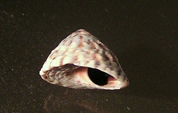 Bembicium melanostoma httpsuploadwikimediaorgwikipediacommonsee