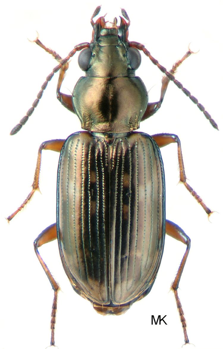 Bembidion Genus Bembidion Latreille 1802 82 Carabidae