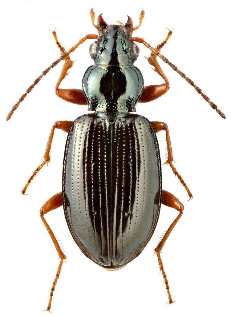 Bembidion Genus Bembidion Latreille 1802 82 Carabidae