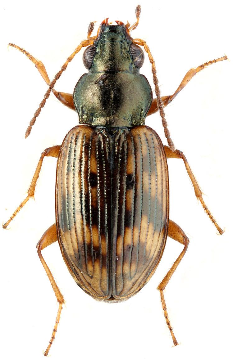 Bembidion Bembidion Notaphus semipunctatum Danovan 1806 Carabidae