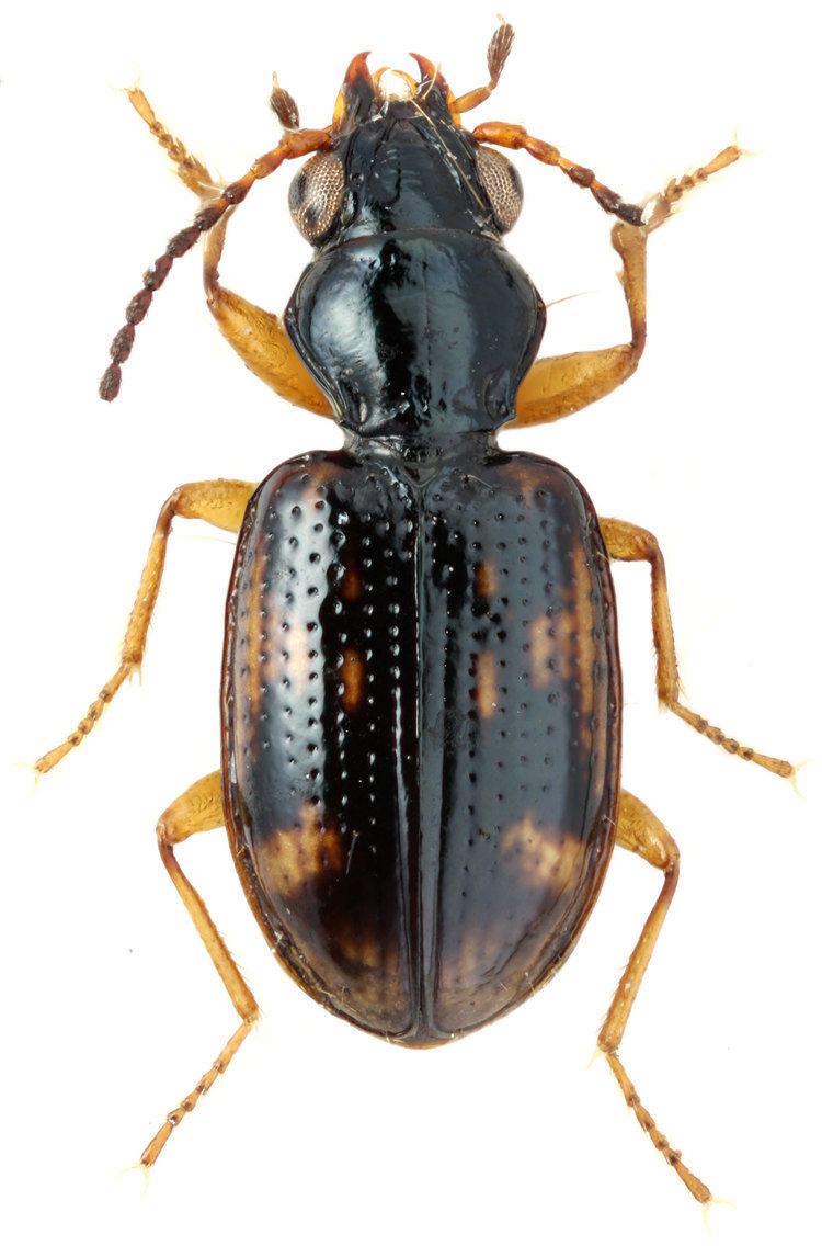 Bembidion Bembidion Trepanes octomaculatum Goeze 1777 Carabidae