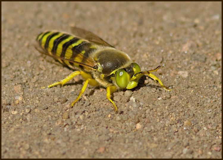 Bembix Sand Wasp Lppstekel Bembix rostratajpg photo Ivan Kruys